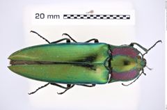 Foto (Dorsalansicht) von Campsosternus elongatus (Fleutiaux, 1926) (NHMW-ZOO-COL-0008263)